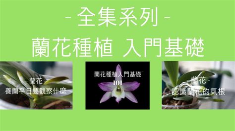 養蘭花|蘭花新手專屬 要變高手必學的養蘭入門基礎 